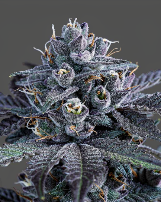 Blue Zushi Steckling