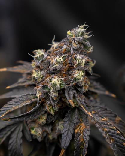 Candy Store Steckling