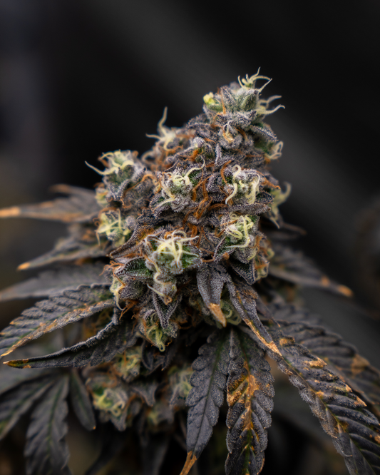 Candy Store Steckling