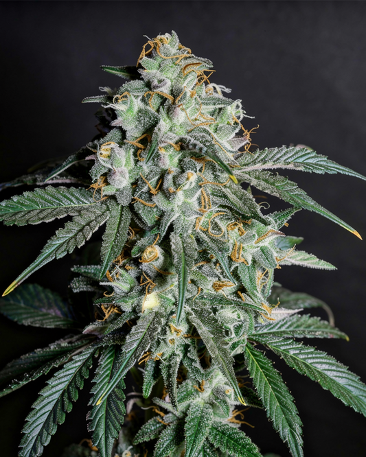 Orange Zkittlez Automatic