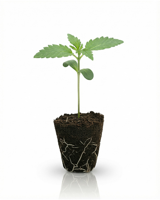 Orange Zkittlez Automatic