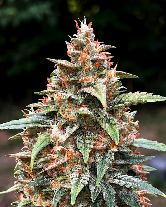 Orange Zkittlez Automatic