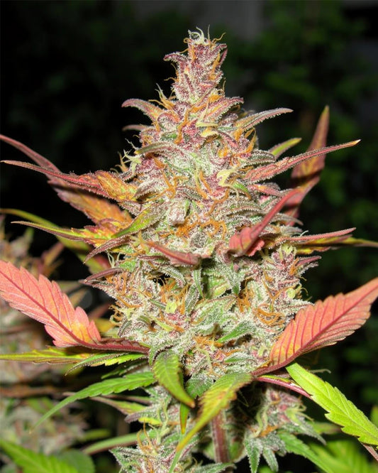 Wedding Cheesecake Automatic